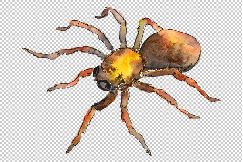 animal-tarantula-watercolor-png
