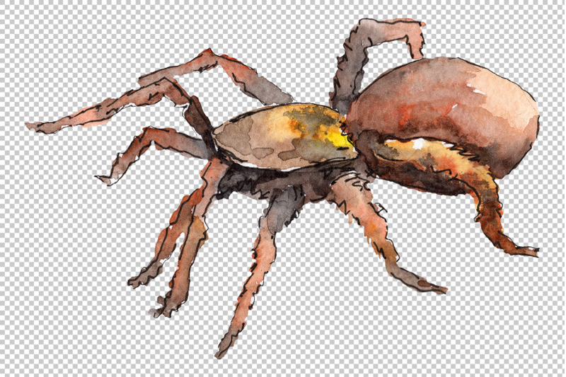 animal-tarantula-watercolor-png