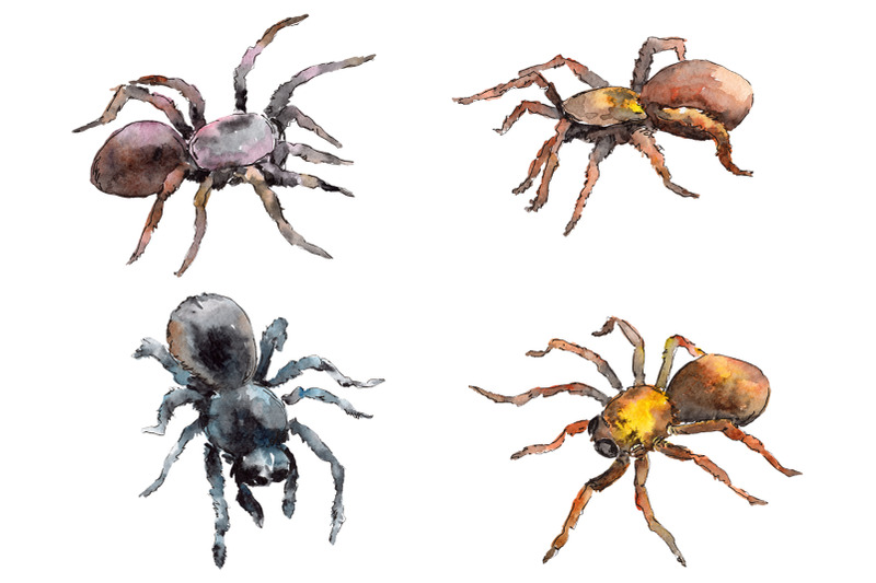 animal-tarantula-watercolor-png