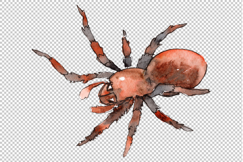 animal-world-tarantula-watercolor-png