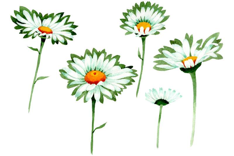 chamomile-white-field-watercolor-png