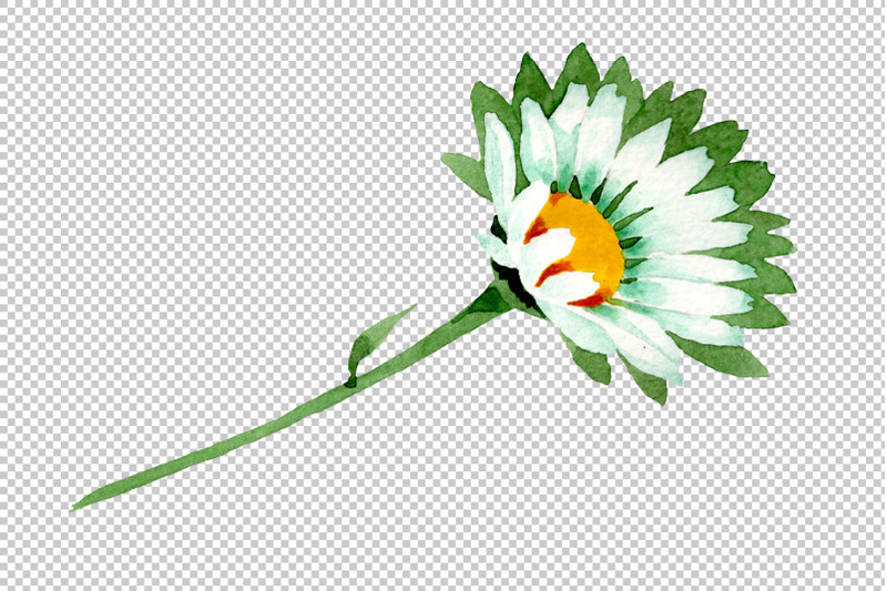 chamomile-white-field-watercolor-png