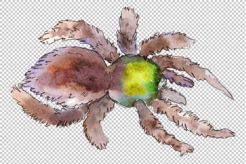 tarantula-exotic-watercolor-png