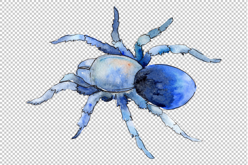 tarantula-exotic-watercolor-png