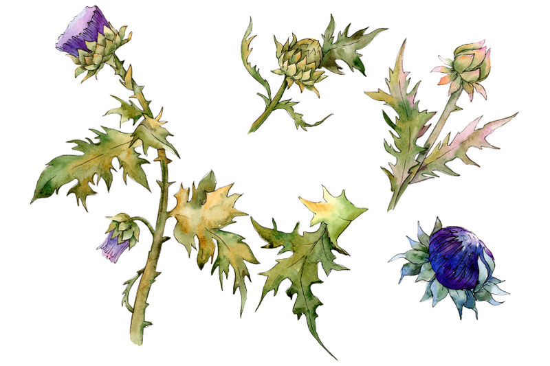 watercolor-thistle-png