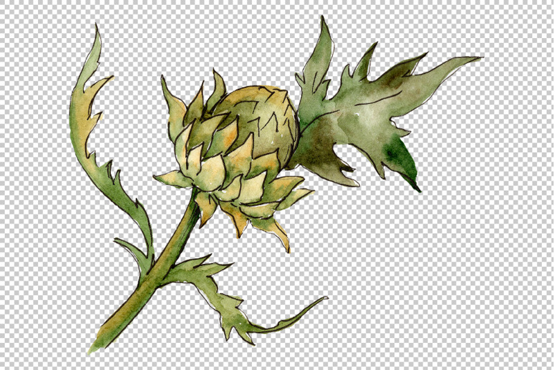 watercolor-thistle-png