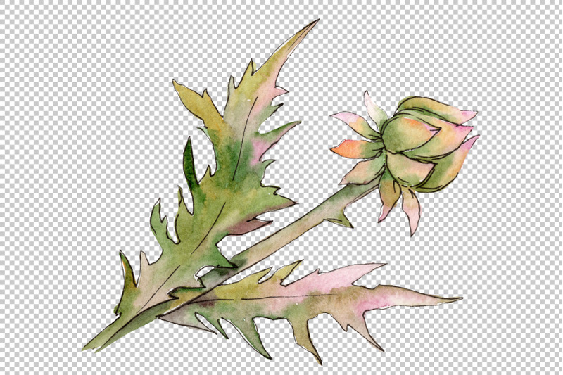 watercolor-thistle-png