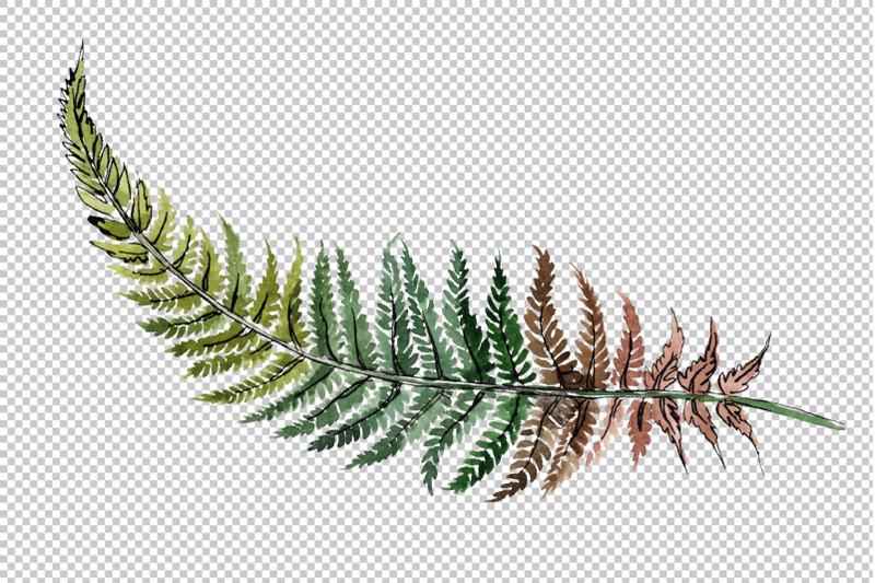 fern-plant-watercolor-png