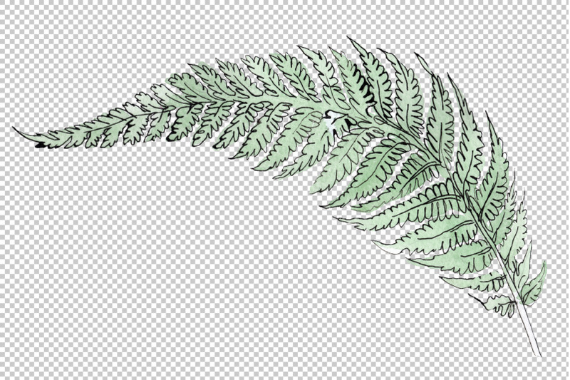 fern-plant-watercolor-png