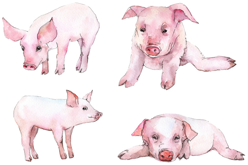 Download Animal pig watercolor png By MyStocks | TheHungryJPEG.com