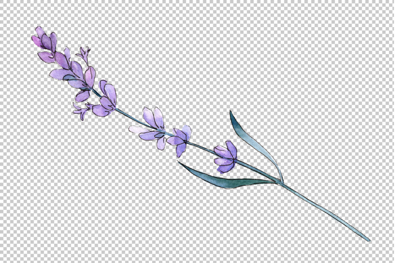 plant-lavender-watercolor-png