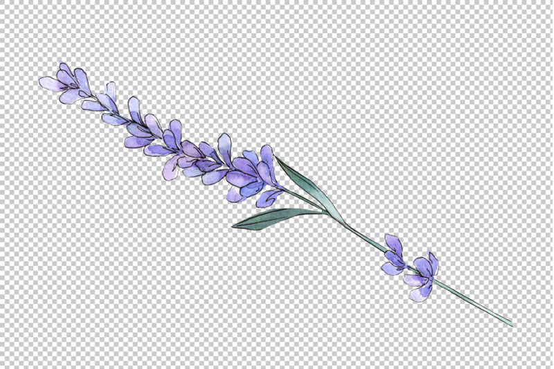 plant-lavender-watercolor-png