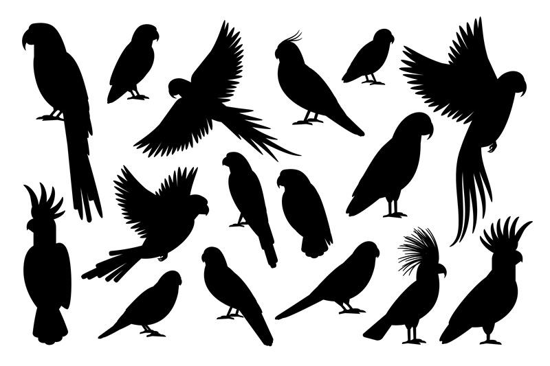 parrot-silhouettes-on-white-background