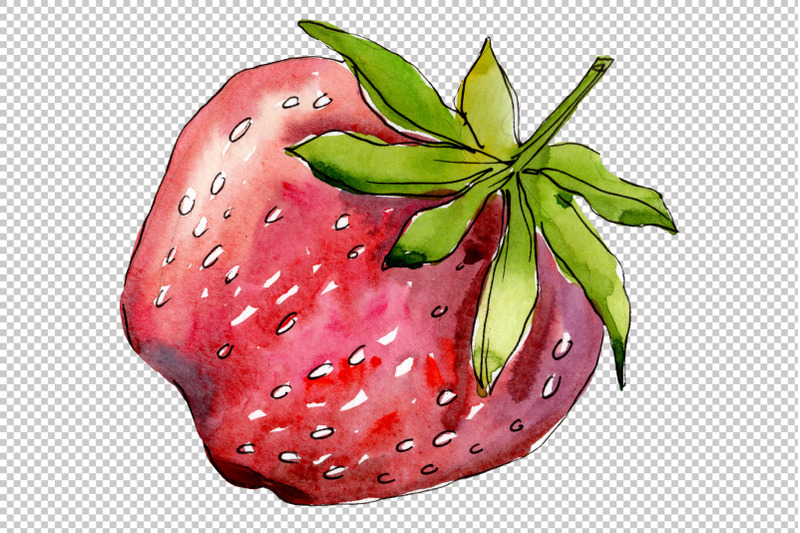 strawberry-quot-alba-quot-watercolor-png