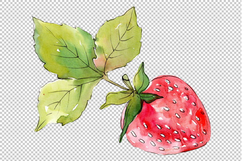 strawberry-quot-alba-quot-watercolor-png