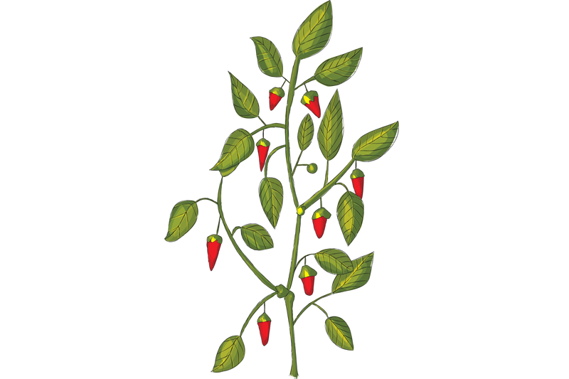 hand-drawn-red-pepper-plant-in-bottle-powder-spice