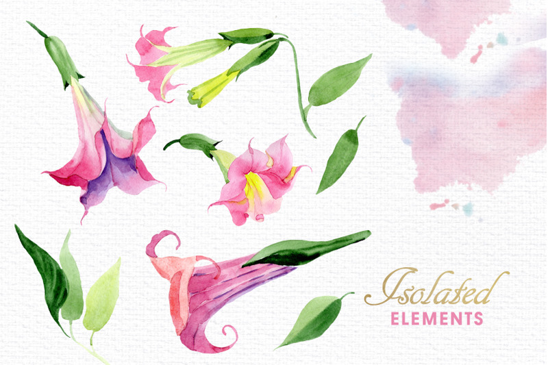 pink-brugmansia-watercolor-png