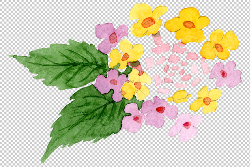 pink-lantana-watercolor-png