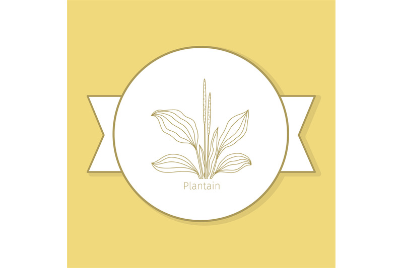 plantain-medicine-plant-yellow-label