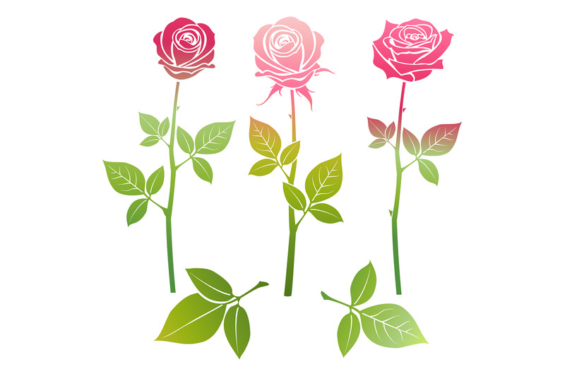 bright-spring-roses-flowers-silhouette