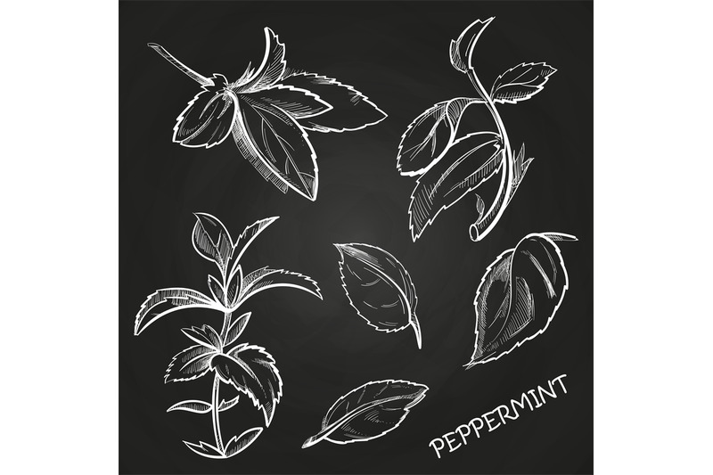 hand-drawn-mint-leaves-peppermint-set-on-chalkboard