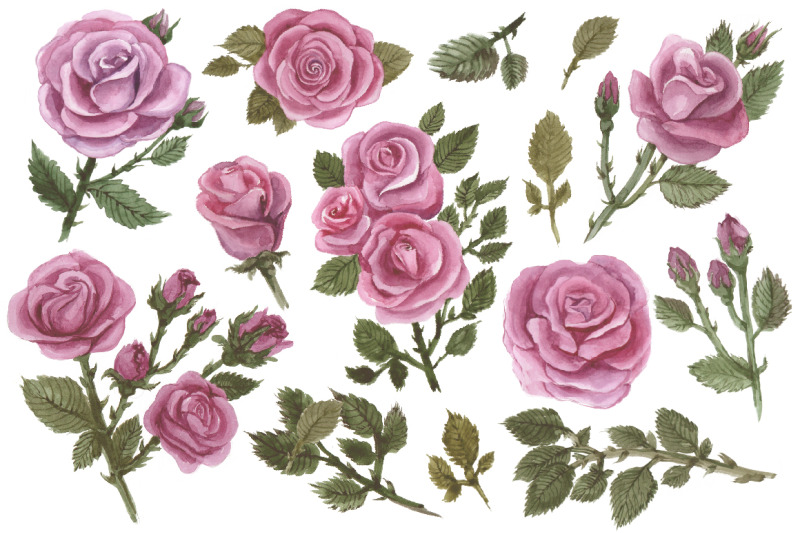 rose-watercolor-illustration