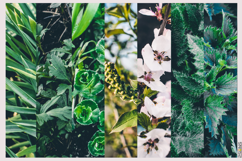 30-floral-backdrop-fern-overlay-forest-background-flower-overlay