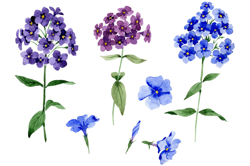 phlox-blue-watercolor-png