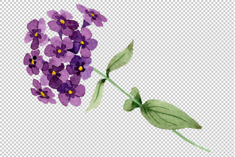 phlox-blue-watercolor-png