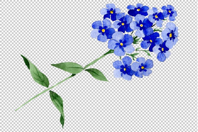 phlox-blue-watercolor-png