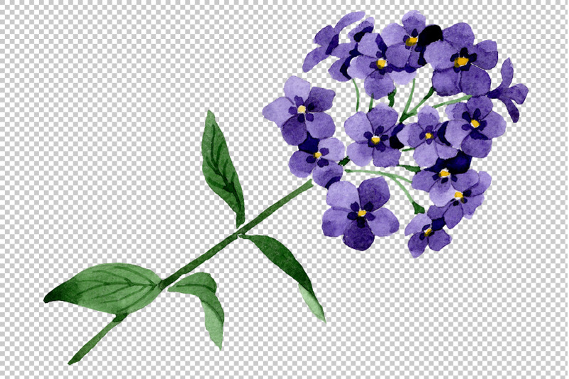 phlox-blue-watercolor-png