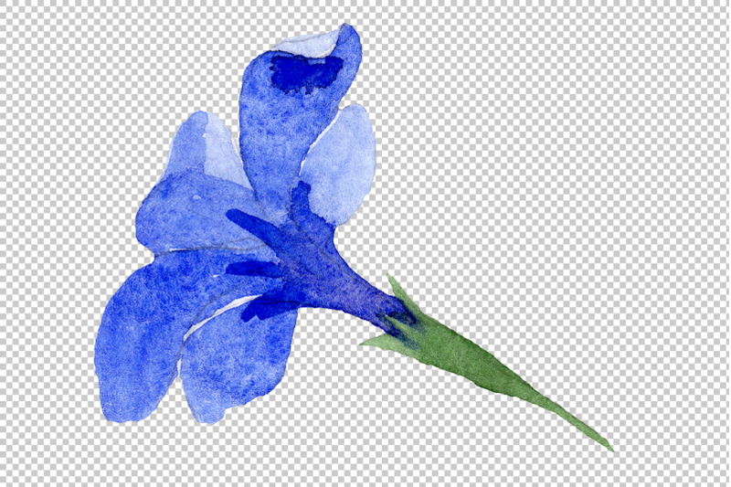 phlox-blue-watercolor-png