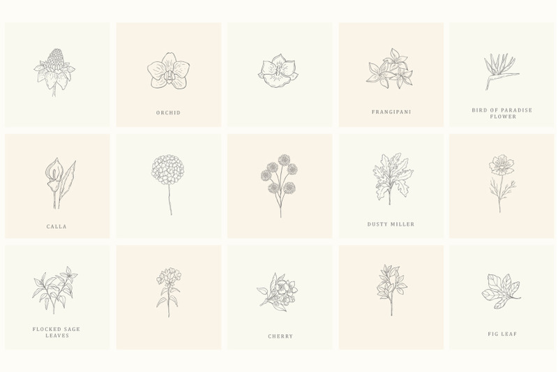 botanical-hand-drawn-designs-logo-frames