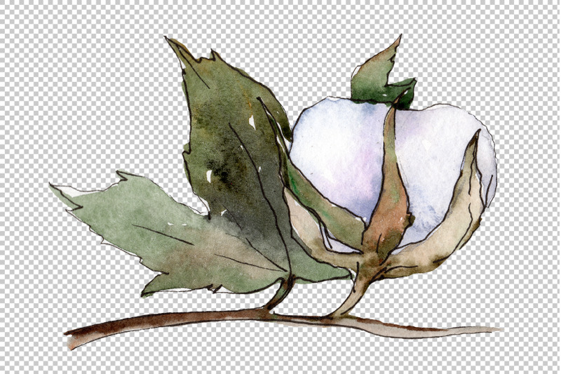 cotton-vegetable-watercolor-png