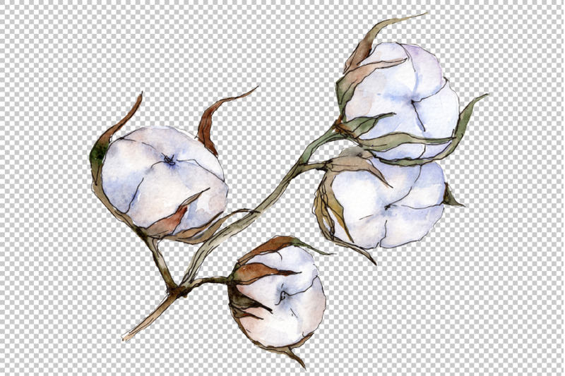 cotton-vegetable-watercolor-png