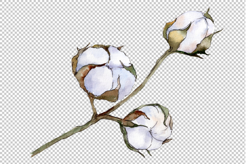 cotton-vegetable-watercolor-png