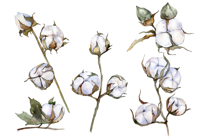 cotton-vegetable-watercolor-png