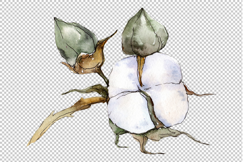 cotton-vegetable-watercolor-png