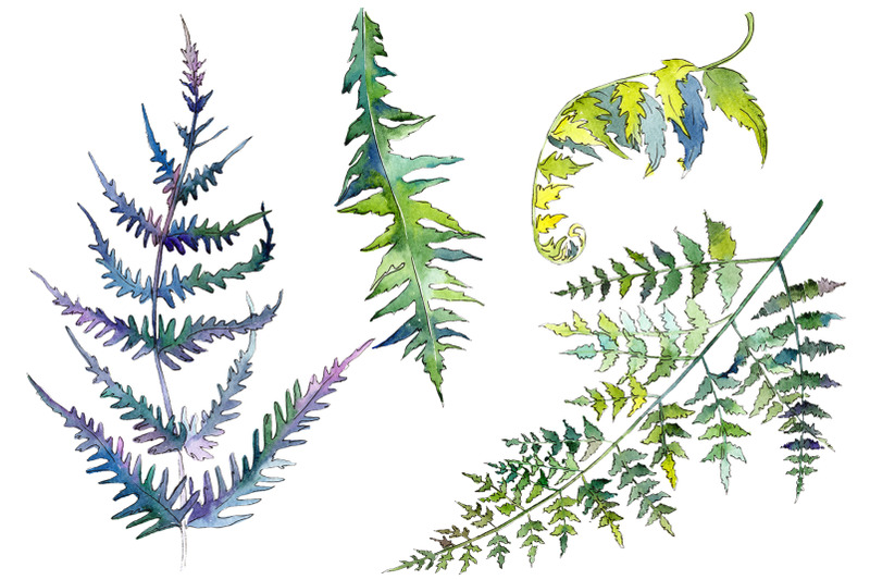 fern-plant-watercolor-png