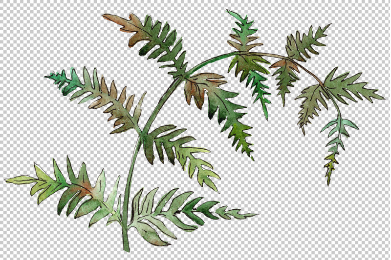 fern-watercolor-png