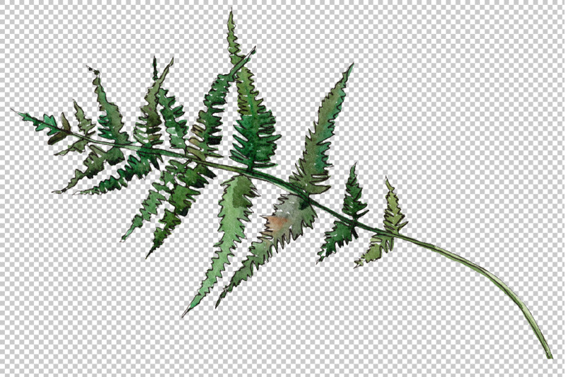 fern-watercolor-png