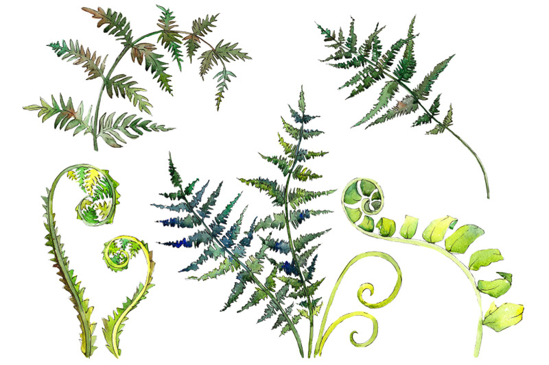 fern-watercolor-png