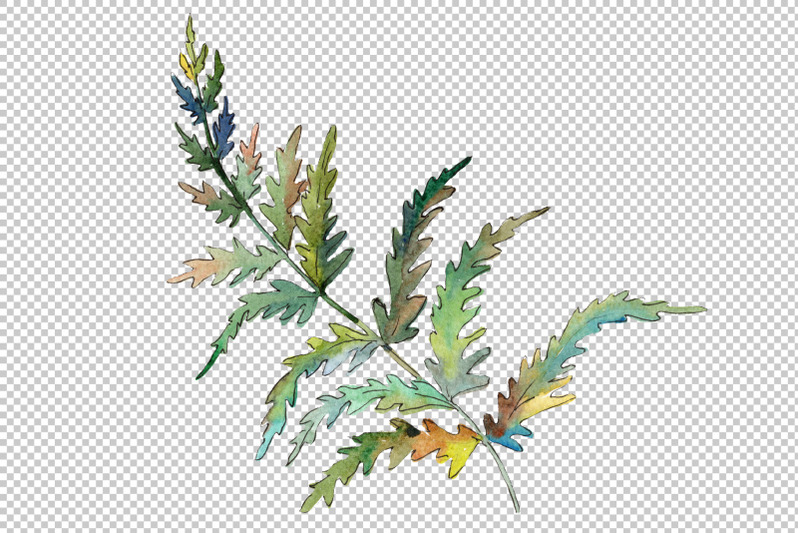 polypodiopsis-fern-watercolor-png