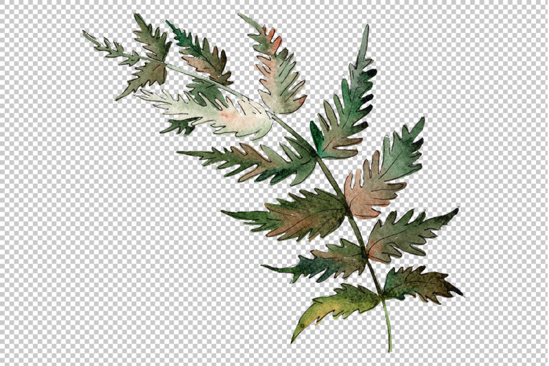 polypodiopsis-fern-watercolor-png