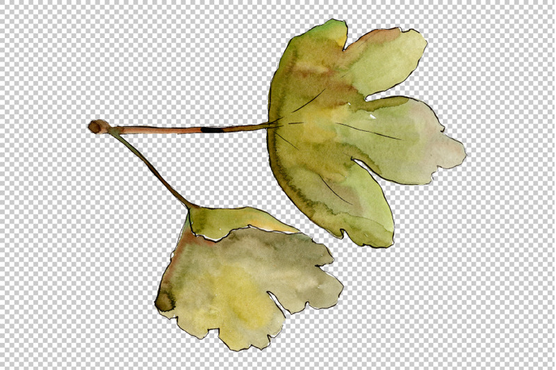 gooseberry-watercolor-png