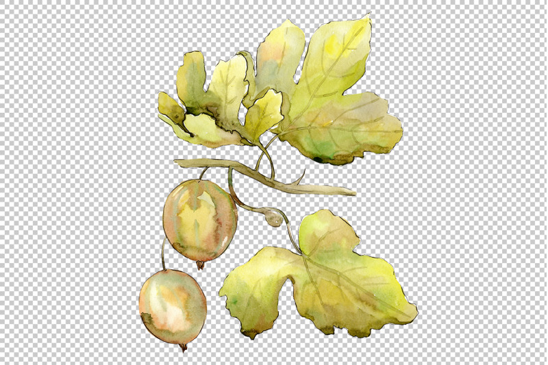 gooseberry-watercolor-png