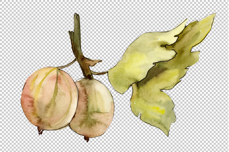 gooseberry-watercolor-png