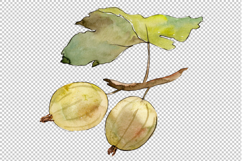 gooseberry-plain-watercolor-png