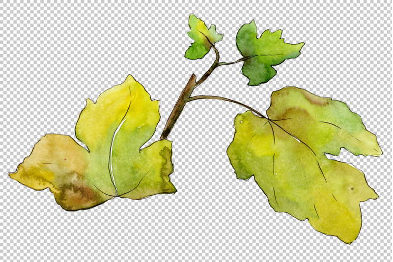 gooseberry-plain-watercolor-png