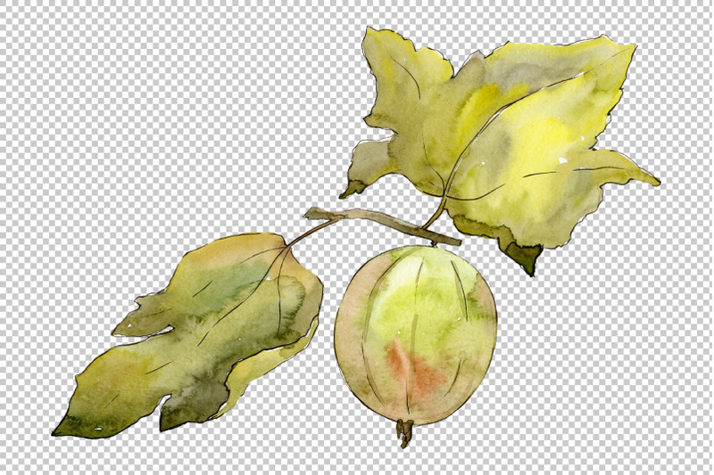 gooseberry-plain-watercolor-png